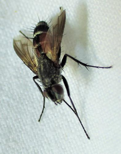 Réf. 325 640 : Eriothrix rufomaculata